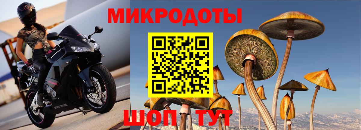 Псилоцибиновые грибы Psilocybine cubensis Черняховск